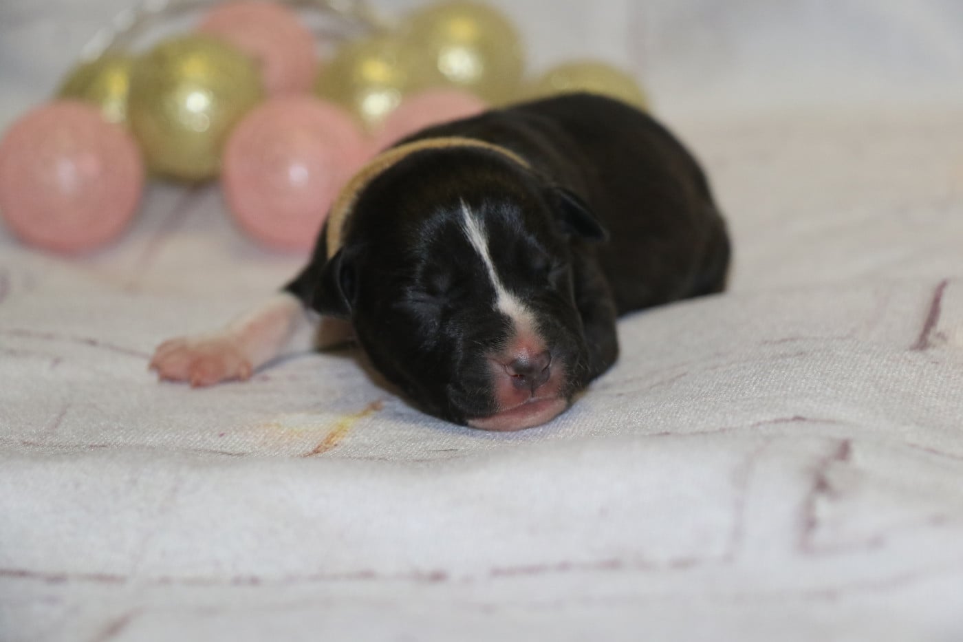 collier orange - American Staffordshire Terrier