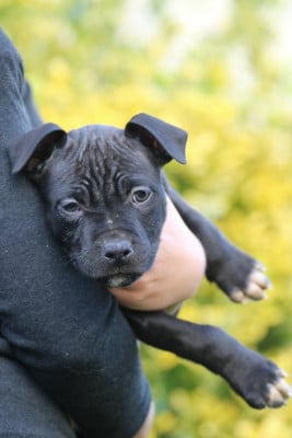 Les chiots de American Staffordshire Terrier
