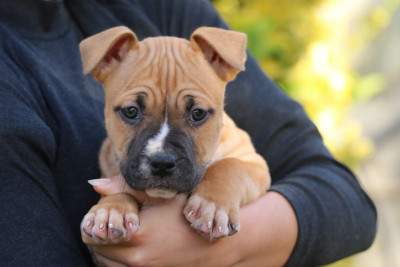 Les chiots de American Staffordshire Terrier