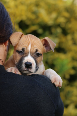 Les chiots de American Staffordshire Terrier
