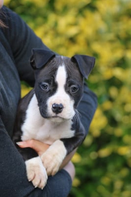 Les chiots de American Staffordshire Terrier