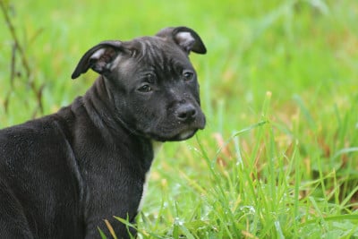 Les chiots de American Staffordshire Terrier