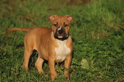 Les chiots de American Staffordshire Terrier