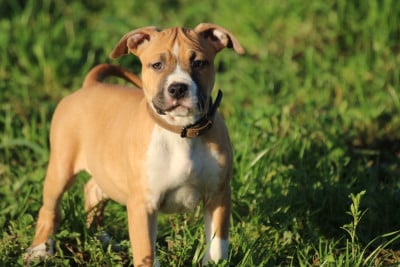 Les chiots de American Staffordshire Terrier
