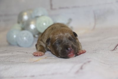 mâle bleu - American Staffordshire Terrier