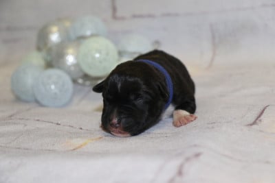 American Staffordshire Terrier