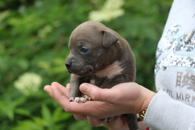 Les chiots de American Staffordshire Terrier
