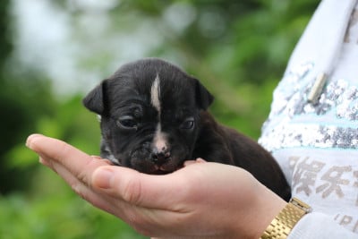 Les chiots de American Staffordshire Terrier