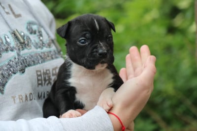 Les chiots de American Staffordshire Terrier