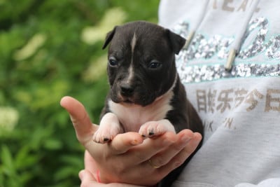 Les chiots de American Staffordshire Terrier