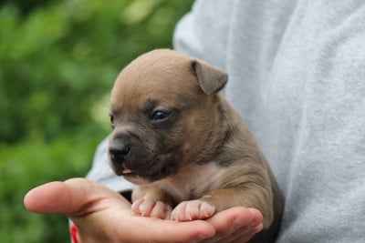 Les chiots de American Staffordshire Terrier