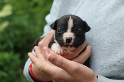 Les chiots de American Staffordshire Terrier