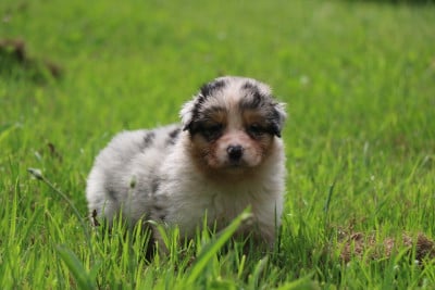 Les chiots de Berger Australien