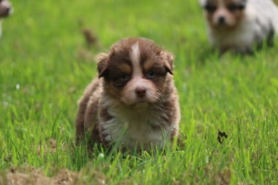 Les chiots de Berger Australien