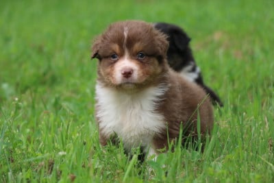 Les chiots de Berger Australien