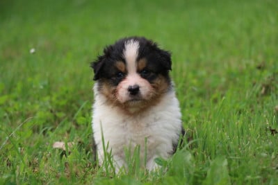 Les chiots de Berger Australien
