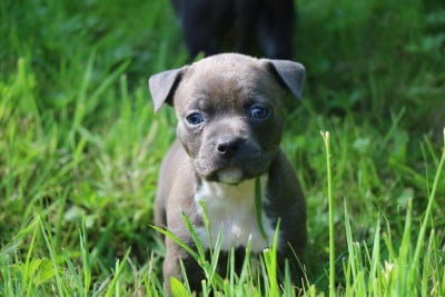 Les chiots de American Staffordshire Terrier
