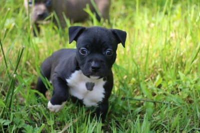 Les chiots de American Staffordshire Terrier