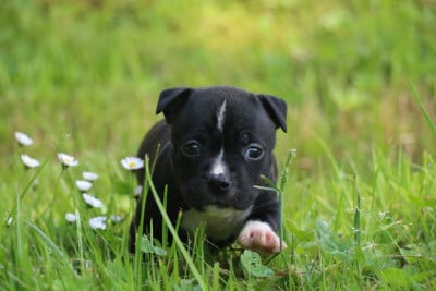 Les chiots de American Staffordshire Terrier