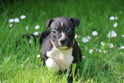 Les chiots de American Staffordshire Terrier