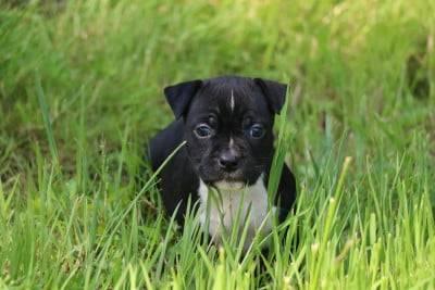 Les chiots de American Staffordshire Terrier
