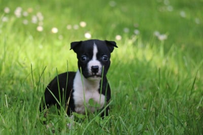 Les chiots de American Staffordshire Terrier