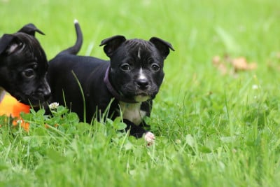 Les chiots de American Staffordshire Terrier