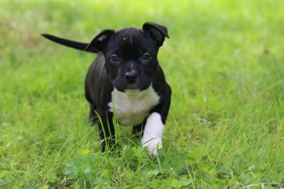 Les chiots de American Staffordshire Terrier