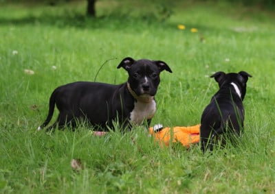 Les chiots de American Staffordshire Terrier