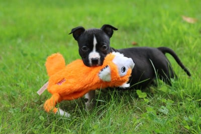 Les chiots de American Staffordshire Terrier