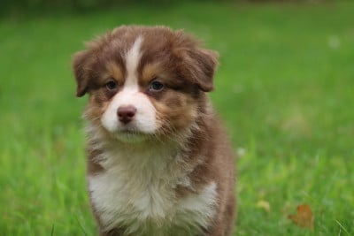Les chiots de Berger Australien