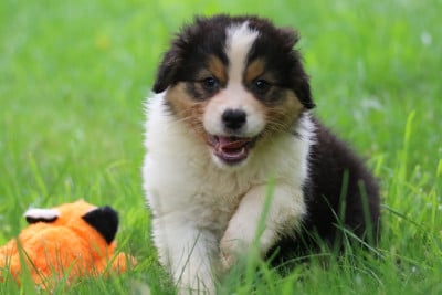 Les chiots de Berger Australien