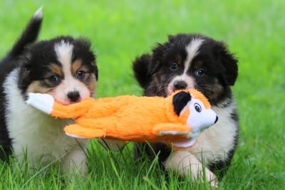 Les chiots de Berger Australien