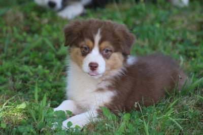 Les chiots de Berger Australien