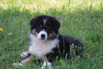Les chiots de Berger Australien