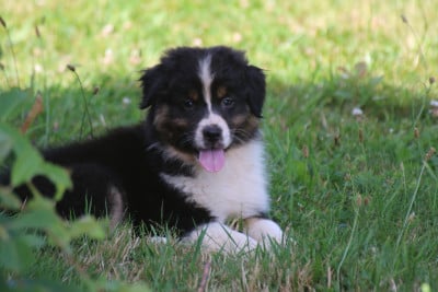 Les chiots de Berger Australien