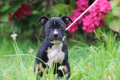 Les chiots de American Staffordshire Terrier