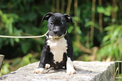 Les chiots de American Staffordshire Terrier