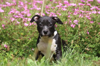 Les chiots de American Staffordshire Terrier