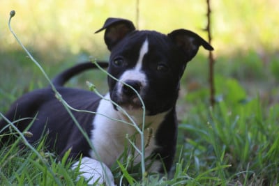 Les chiots de American Staffordshire Terrier