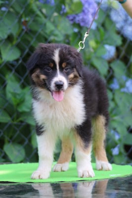 Les chiots de Berger Australien