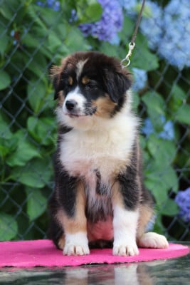 Les chiots de Berger Australien