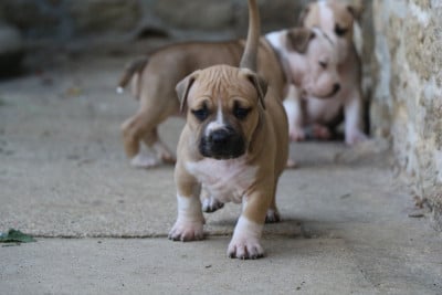 American Staffordshire Terrier