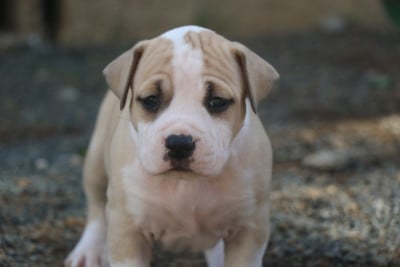 Chiot N°2 - American Staffordshire Terrier