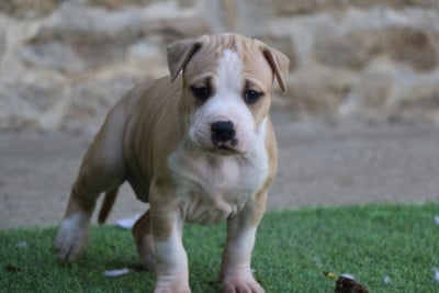 Chiot N°3 - American Staffordshire Terrier