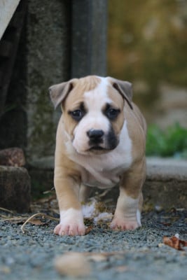 Brook - American Staffordshire Terrier