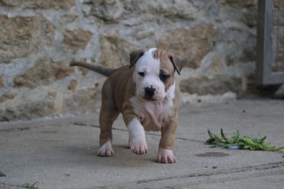bara - American Staffordshire Terrier