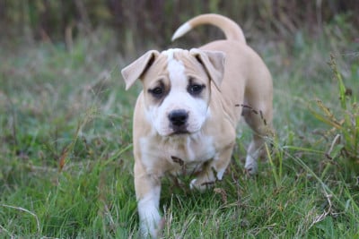 Les chiots de American Staffordshire Terrier