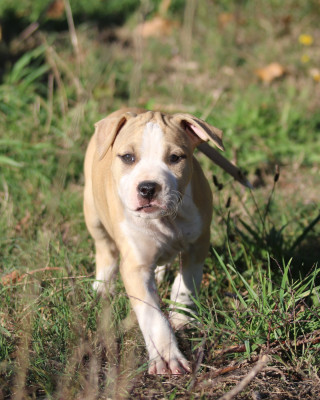 Les chiots de American Staffordshire Terrier
