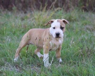 Les chiots de American Staffordshire Terrier